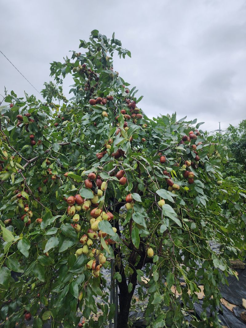 박동현님의 장터 판매 상품 [복조대추 (약대추)] 첨부 사진