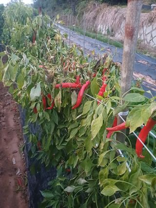 홍순오님의 농사, 무엇이든 물어보세요! · 참여글 작성글 사진