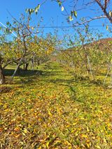 팜모닝 복숭아·자유게시판 게시글 이미지