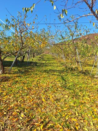 욕심내지말자님의 복숭아 · 자유게시판 작성글 사진