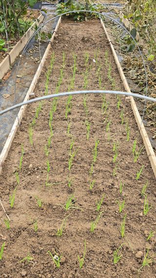 작은꽃밭님의 자유주제 · 자유게시판 작성글 사진