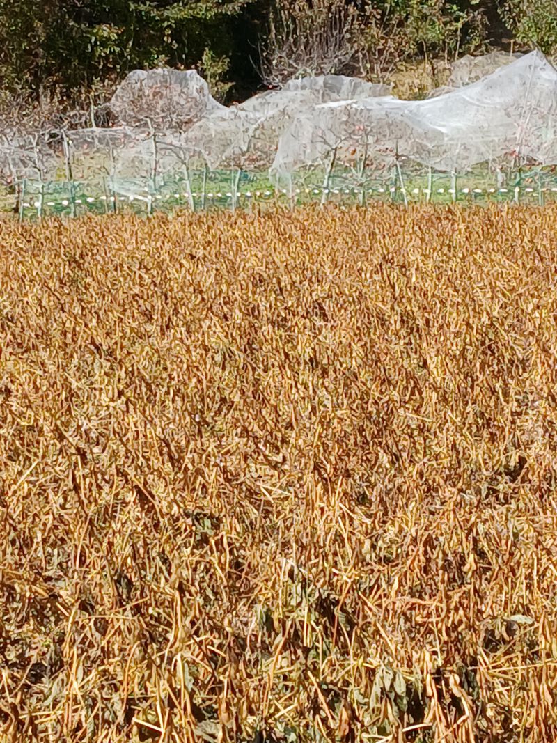인생은 소풍처럼님의 장터 판매 상품 [토종납작서리태 26일자로마감] 첨부 사진