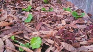 장석오님의 자유주제 · 자유게시판 작성글 사진