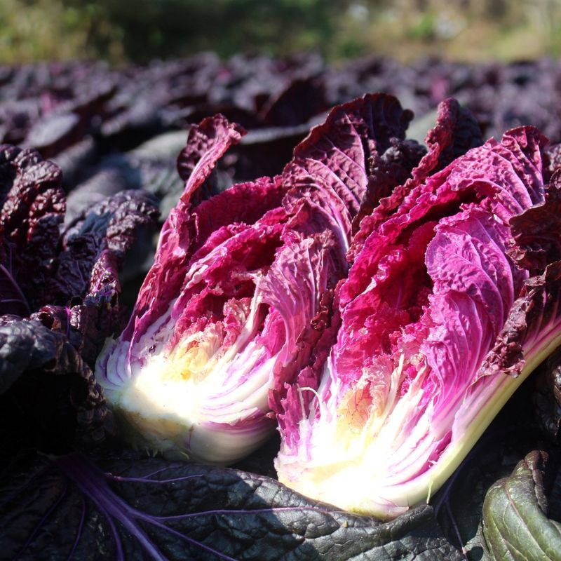 장터 상품 [자색배추 4포기(총5kg내외)] 썸네일