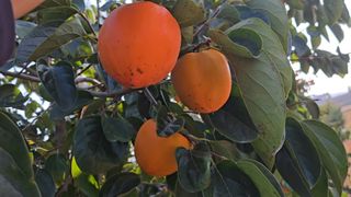 hhoo님의 작성글 사진