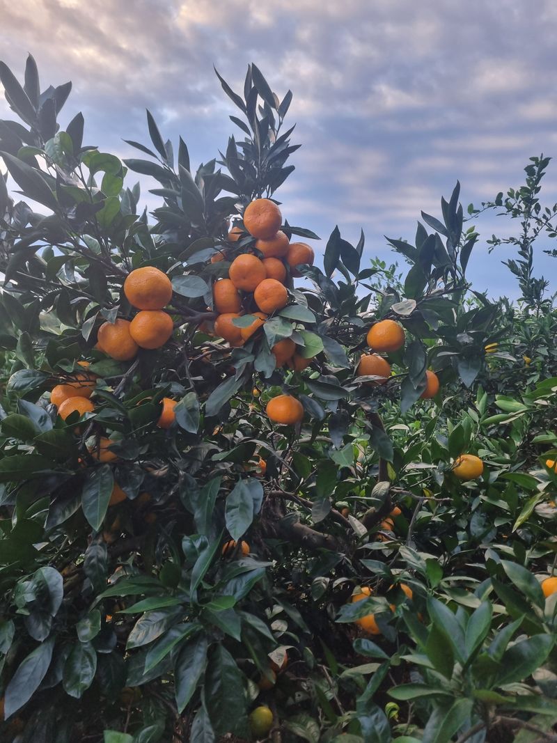 부금리(금강농원)님의 장터 판매 상품 [극조생귤 (왕빵귤)] 첨부 사진