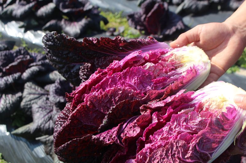 고집불통농장님의 장터 판매 상품 [자색배추 4포기(총5kg내외)] 첨부 사진