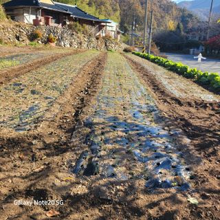 이의도님의 자유주제 · 자유게시판 작성글 사진