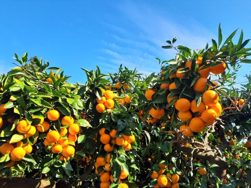 양애숙님의 장터 판매 상품 [타이벡대과귤10kg] 첨부 사진
