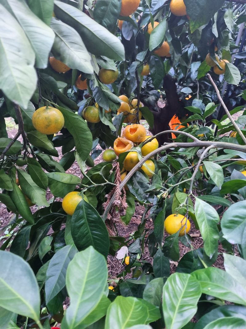 부금리(금강농원)님의 장터 판매 상품 [극조생귤 (왕빵귤)] 첨부 사진