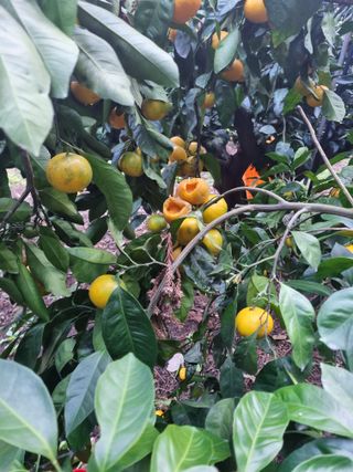 부금리(금강농원)님의 작성글 사진