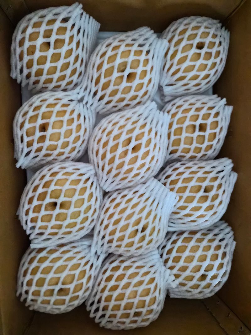 윤성한님의 장터 판매 상품 [[농장 직판] 배(신고) 가공용 대량 판매(20kg콘티박스)] 첨부 사진