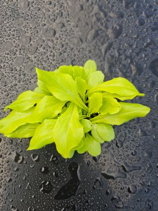 김제일주농장님의 자유주제 · 자유게시판 작성글 사진