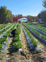 이천산수유3대농부님의 자유주제·건의해요 작성글 사진
