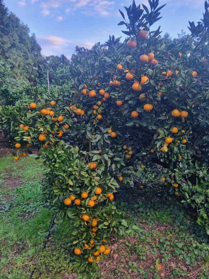 부금리(금강농원)님의 장터 판매 상품 [극조생귤 (왕빵귤)] 첨부 사진