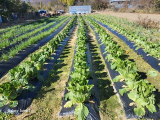 이천산수유3대농부님의 자유주제 · 건의해요 작성글 사진