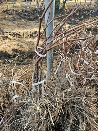 일심묘목농원님의 작성글 사진