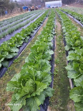 이천산수유3대농부님의 자유주제 · 건의해요 작성글 사진