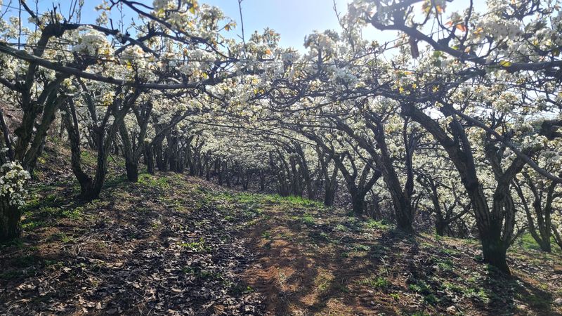 윤성한님의 장터 판매 상품 [[농장 직판] 배(신고) 가공용 대량 판매(20kg콘티박스)] 첨부 사진