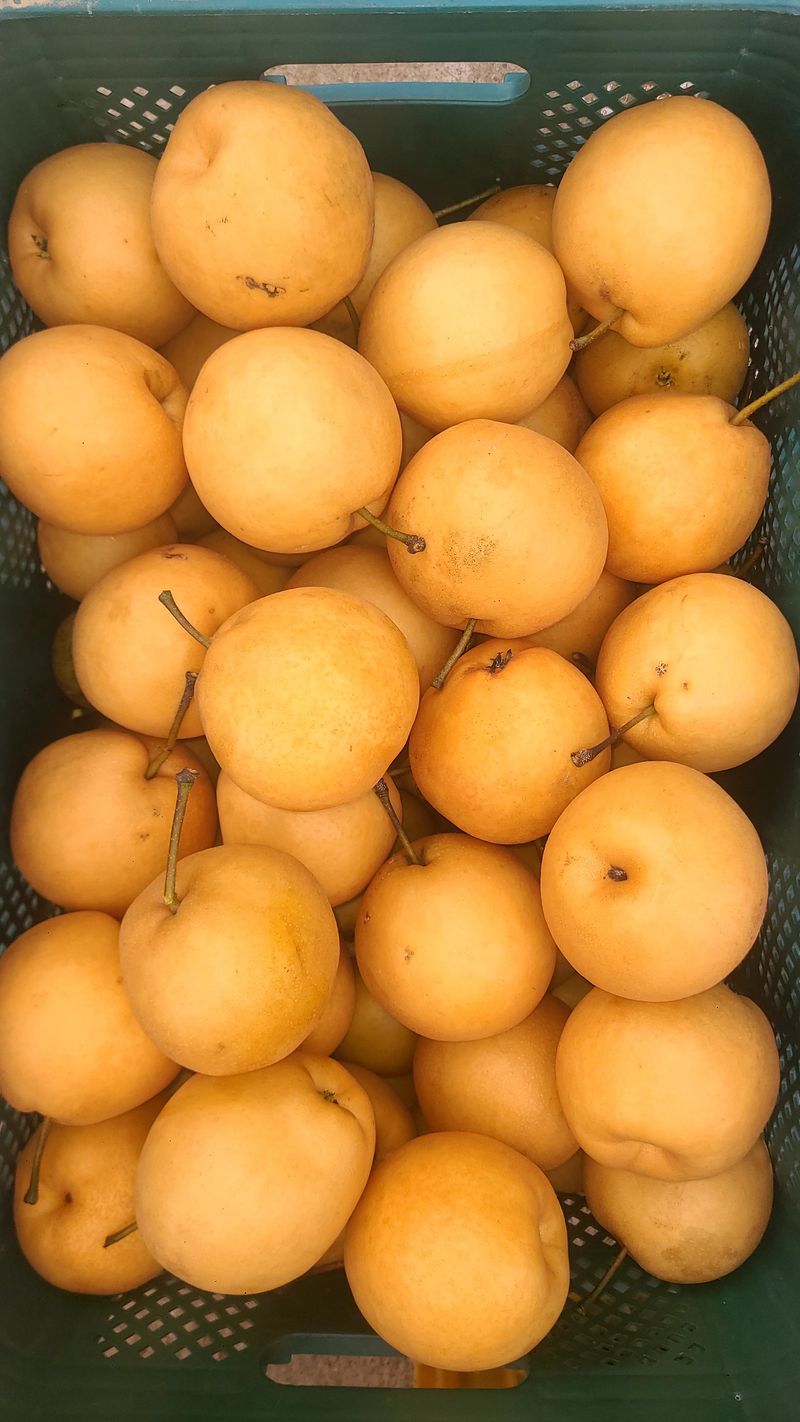 장터 상품 [[농장 직판] 배(신고) 가공용 대량 판매(20kg콘티박스)] 썸네일