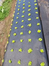 팜모닝 자유주제·자유게시판 게시글 이미지