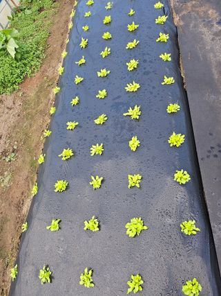 김제일주농장님의 자유주제 · 자유게시판 작성글 사진