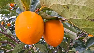 hhoo님의 작성글 사진