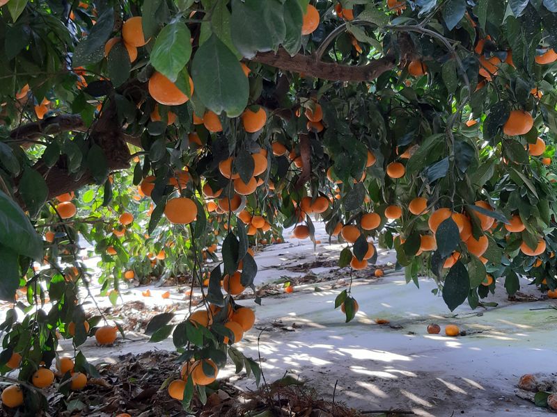 양애숙님의 장터 판매 상품 [타이벡대과귤10kg] 첨부 사진
