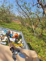 욕심내지말자님의 복숭아·자유게시판 작성글 사진