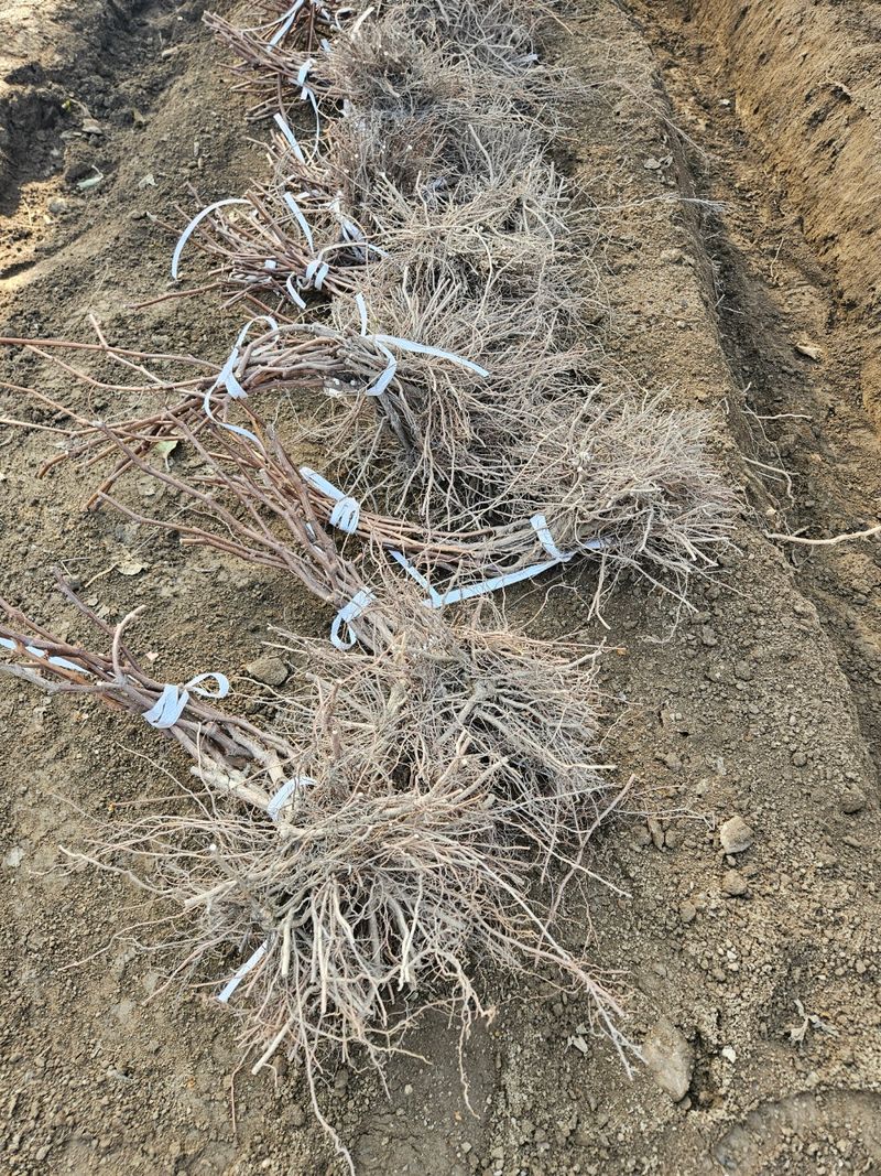 일심묘목농원님의 장터 판매 상품 [캠벨 삽목1년생 묘목] 첨부 사진