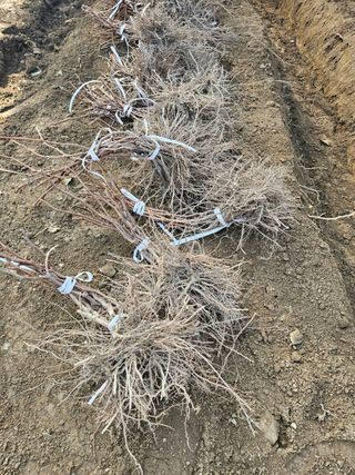 일심묘목농원님의 작성글 사진