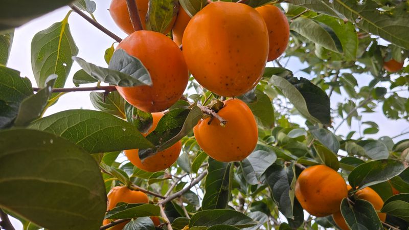 hhoo님의 장터 판매 상품 [대봉 단감 체리 ] 첨부 사진