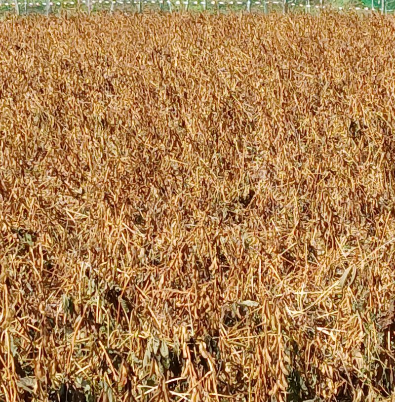 인생은 소풍처럼님의 장터 판매 상품 [토종납작서리태 26일자로마감] 첨부 사진