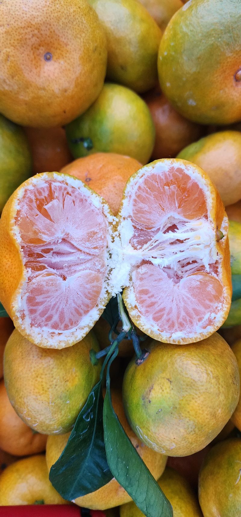 장터 상품 [노지감귤 ] 썸네일