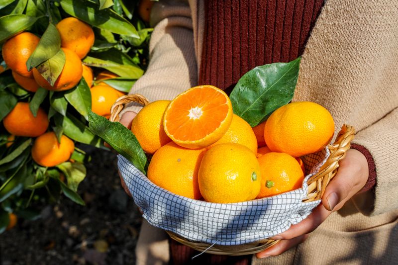 양애숙님의 장터 판매 상품 [타이벡대과귤10kg] 첨부 사진