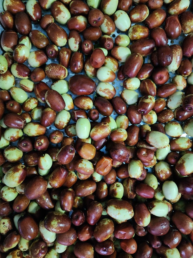 박동현님의 장터 판매 상품 [복조대추 (약대추)] 첨부 사진