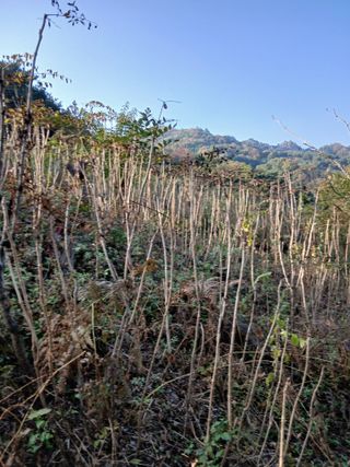 무료지식나눔 팜닥터님의 자유주제 · 자유게시판 작성글 사진