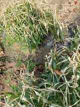 팜모닝 자유주제·자유게시판 게시글 이미지