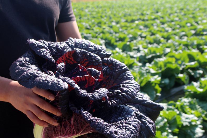 고집불통농장님의 장터 판매 상품 [자색배추 4포기(총5kg내외)] 첨부 사진