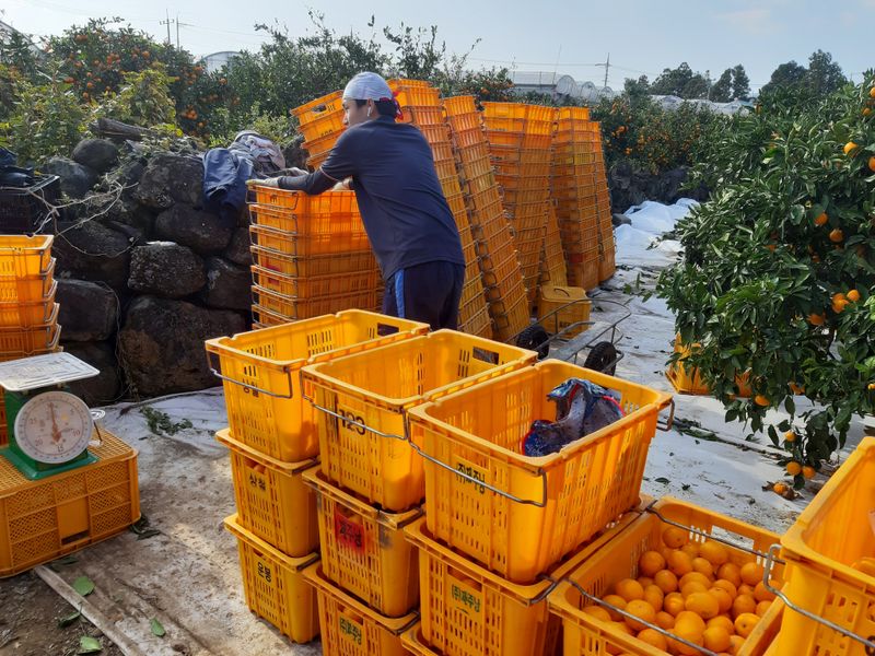 양애숙님의 장터 판매 상품 [타이벡대과귤10kg] 첨부 사진