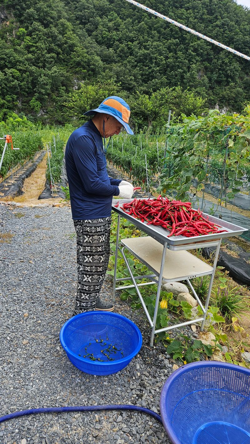 홍&이님의 장터 판매 상품 [매꼼한 청량고춧가루 5kg ] 첨부 사진