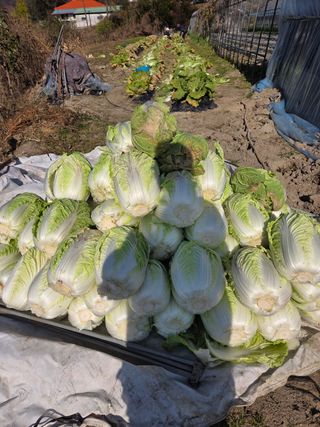 박덕환님의 자유주제 · 자유게시판 작성글 사진