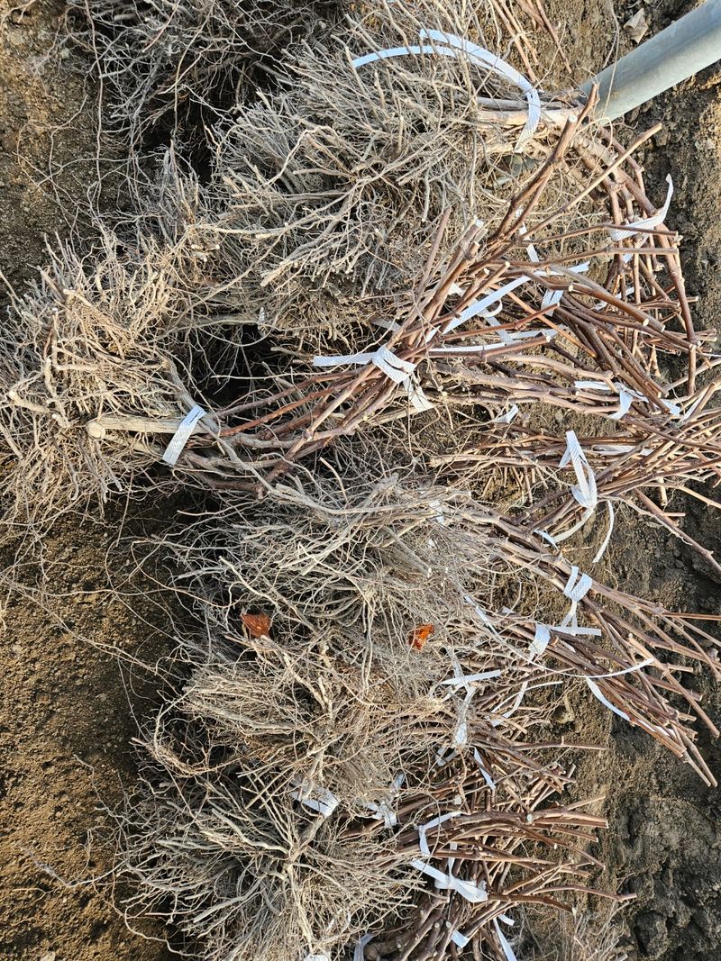 일심묘목농원님의 장터 판매 상품 [캠벨 삽목1년생 묘목] 첨부 사진