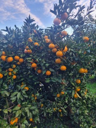 부금리(금강농원)님의 작성글 사진