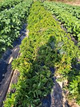 팜모닝 자유주제·자유게시판 게시글 이미지