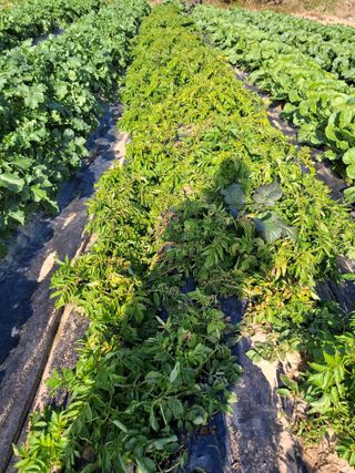 유영옥님의 자유주제 · 자유게시판 작성글 사진