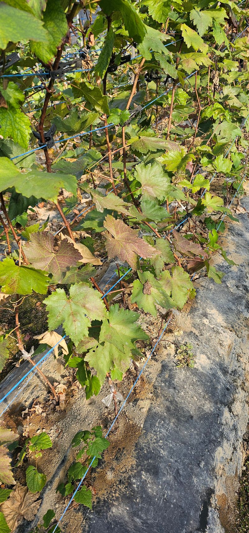 뿌리묘목농원님의 장터 판매 상품 [블랙사파이어 (아이에프 지식스 lFG SIX)접목 1년생] 첨부 사진