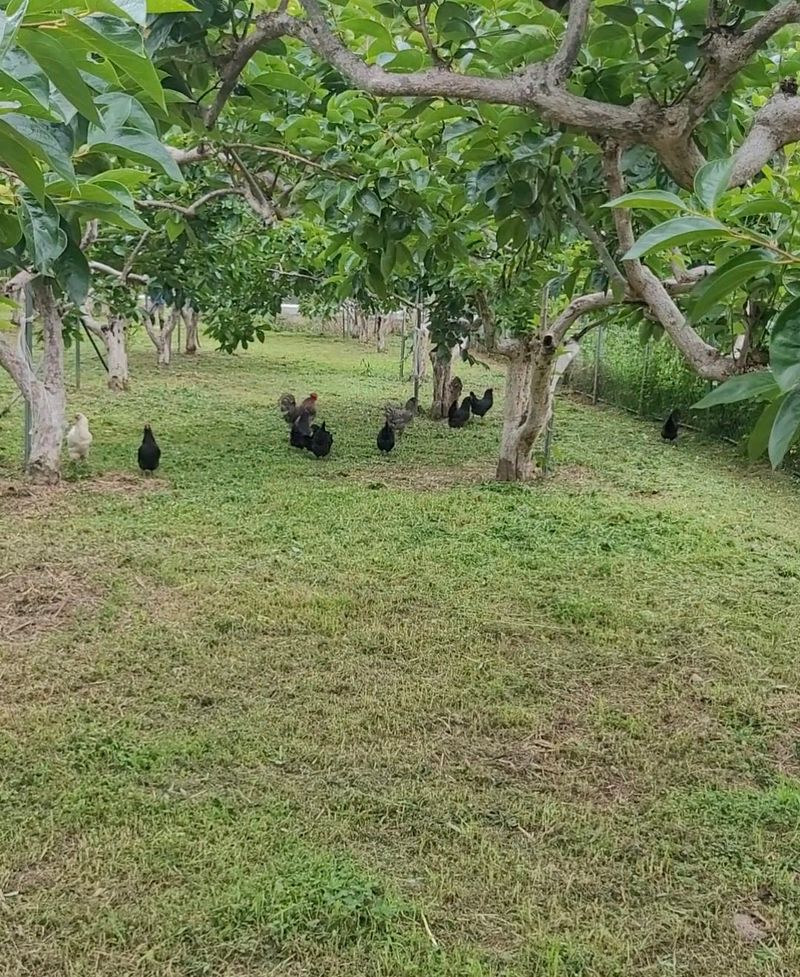 달마루님의 장터 판매 상품 [청계란15개(자연방사 유정란)] 첨부 사진