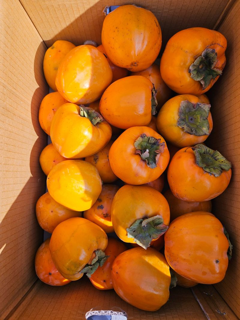 이영민님의 장터 판매 상품 [무안 대봉 감 10kg] 첨부 사진