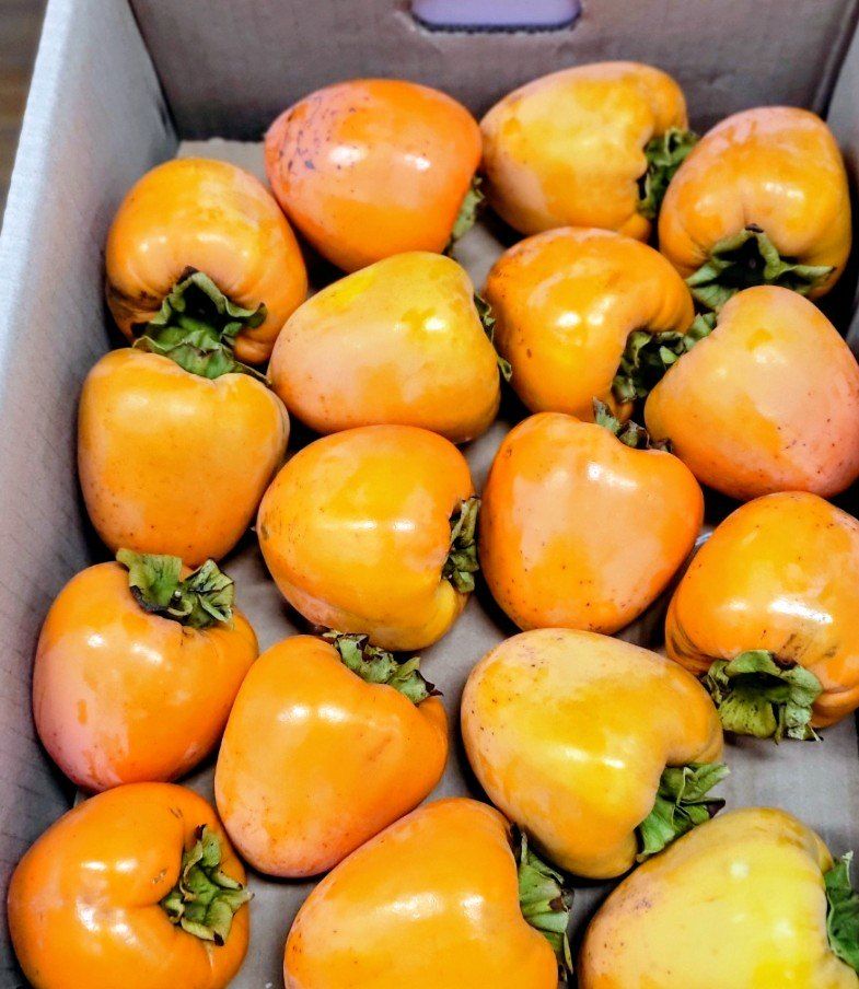 장터 상품 [대볼감 10kg] 썸네일